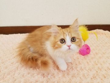 ペルシャ【大阪府・女の子・2020年1月2日・レッドタビーホワイト】の写真「☆お顔も可愛く毛色も綺麗な女の子☆」