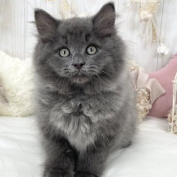 サイベリアン【大阪府・男の子・2023年4月5日・ブルー】の写真「☆かっこかわいい綺麗な毛色の美少年くん☆」