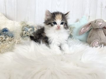 サイベリアン【大阪府・女の子・2022年2月22日・ブラウンパッチドタビー&ホワイト】の写真「☆もっふもふでお顔も可愛いすぎる女の子です☆」