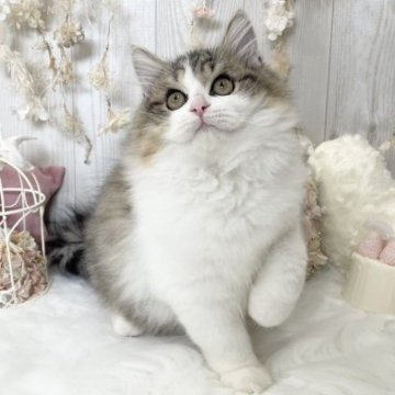 ミヌエット(長足)【大阪府・男の子・2023年4月29日・ブラウンタビー&ホワイト（ロングヘアー）】の写真「☆もふもふで毛ぶきも良すぎるイケニャンくん☆」