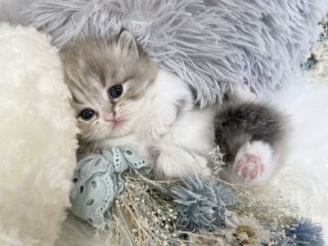 ミヌエット【大阪府・女の子・2021年10月11日・ライラックポイントバイカラー（ロングヘアー）】の写真「☆よちよち歩きが可愛すぎる超短足の女の子☆」