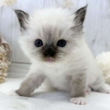 ラグドール【大阪府・女の子・2023年9月12日・シールポイントミテッド】の写真「☆綺麗な毛色に整った顔立ちの美しい女の子です☆」