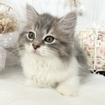 サイベリアン【大阪府・女の子・2023年4月2日・ブルーパッチドタビー】の写真「☆愛嬌たっぷりなふわふわもこもこの美少女ちゃん☆」