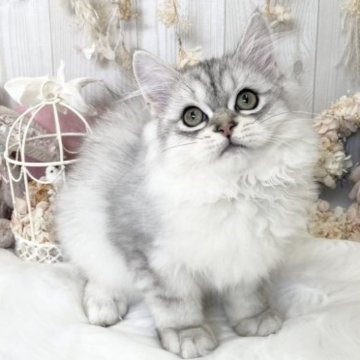 ミヌエット(長足)【大阪府・男の子・2023年4月29日・ブルータビー（ロングヘアー）】の写真「☆うるっとした大きなおめめの美少年くん☆」