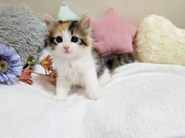 サイベリアン【大阪府・女の子・2020年7月6日・キャリコ】の写真「☆ふわふわもこもこの美少女ちゃん☆」