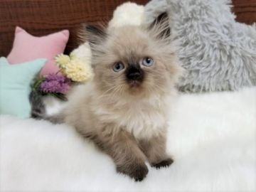 ヒマラヤン【大阪府・女の子・2020年8月16日・シールポイント】の写真「綺麗な毛色にとっても可愛いお顔の女の子！」