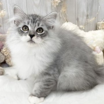 サイベリアン【大阪府・男の子・2023年4月5日・シルバータビー&ホワイト】の写真「☆まんまるおめめでお顔も性格も可愛いすぎる男の子☆」