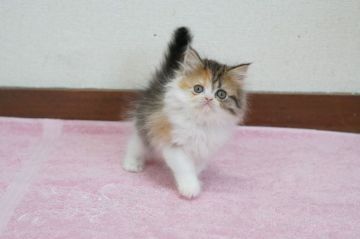 ペルシャ【大阪府・女の子・2020年1月2日・キャリコ】の写真「☆お顔も可愛く毛色も綺麗な女の子☆」