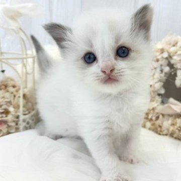 ラグドール【大阪府・男の子・2023年9月27日・ブルーポイントバイカラー】の写真「☆もふもふで大きなおめめの美少年くん☆」