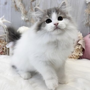 サイベリアン【大阪府・男の子・2023年10月11日・ブルー&ホワイト（トリプリコート）】の写真「☆ふわふわな毛質に、綺麗なブルーの毛色の美少年☆」