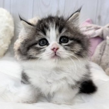 ミヌエット(短足)【大阪府・女の子・2023年9月26日・ブラウンタビー&ホワイト（ロングヘアー）】の写真「☆よちよち歩きが可愛すぎる超短足の女の子☆」