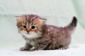 ペルシャ(チンチラ)【大阪府・男の子・2020年5月2日・チンチラゴールデン】の写真「☆綺麗なチンチラゴールデンの男の子です☆」