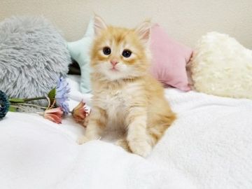 サイベリアン【大阪府・男の子・2020年7月6日・レッドタビーホワイト】の写真「☆綺麗な被毛の将来有望な猫ちゃん☆」