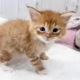 メインクーン【大阪府・男の子・2023年12月5日・レッドクラシックタビー&ホワイト】の写真1「1/11」