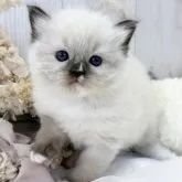 ラグドール【大阪府・女の子・2023年9月12日・シールポイントミテッド】の写真1「10/12」