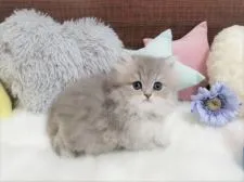 ペルシャ(チンチラ)【大阪府・女の子・2020年9月19日・チンチラブルー】の写真1