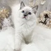 ラグドール【大阪府・女の子・2022年10月10日・ブルーポイントミテッド】の写真1「1/26」