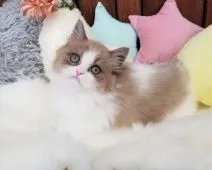 ミヌエット【大阪府・男の子・2020年11月28日・ライラックポイント】の写真1「2/9撮影」