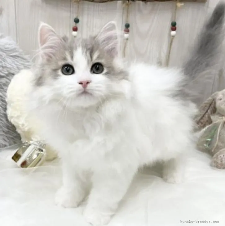 ID：2211-00431の子猫