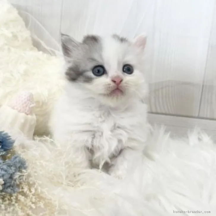 ID：2206-01084の子猫