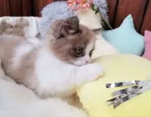 ミヌエット【大阪府・男の子・2020年11月28日・ライラックポイント】の写真2「2/9撮影」