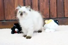 ヒマラヤン【大阪府・男の子・2019年5月10日・シールポイント】の写真2