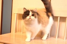 エキゾチックショートヘア【・女の子・2023年12月17日・ダイリュートキャリコ】