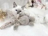 ラグドール【大阪府・女の子・2022年10月10日・ブルーポイントミテッド】の写真2