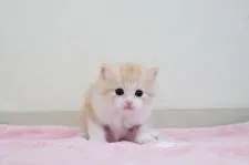 マンチカン(長足)【大阪府・男の子・2020年1月18日・レッドクラシックタビー】の写真2