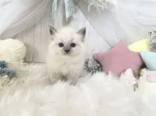 ラグドール【大阪府・女の子・2021年8月29日・ブルーポイントミテッド】の写真3