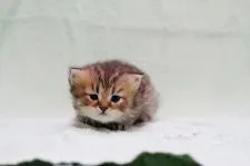 ペルシャ(チンチラ)【大阪府・男の子・2020年5月2日・チンチラゴールデン】の写真3