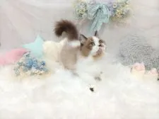 ミヌエット【大阪府・男の子・2021年6月5日・ライラックポイントバイカラー】の写真3「9/26撮影」