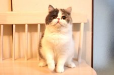 エキゾチックショートヘア【・女の子・2023年12月17日・ダイリュートキャリコ】