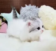 マンチカン(短足)【大阪府・男の子・2020年11月19日・シルバータビーホワイトバン】の写真3