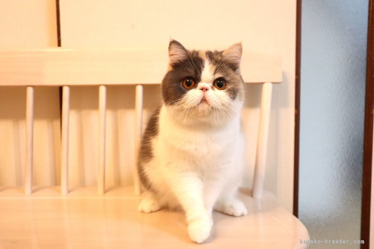 お母さん | ライトニングちゃん | エキゾチックショートヘア