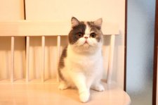 エキゾチックショートヘア【・女の子・2023年12月17日・ダイリュートキャリコ】