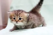 ペルシャ(チンチラ)【大阪府・男の子・2020年5月2日・チンチラゴールデン】の写真4