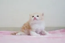 マンチカン(長足)【大阪府・男の子・2020年1月18日・レッドクラシックタビー】の写真4