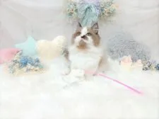 ミヌエット【大阪府・男の子・2021年6月5日・ライラックポイントバイカラー】の写真4「9/26撮影」