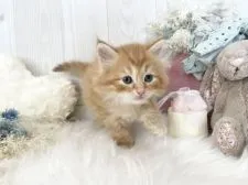 サイベリアン【大阪府・男の子・2022年3月31日・】の写真4「5/9」