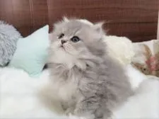 ペルシャ(チンチラ)【大阪府・女の子・2020年9月19日・チンチラブルー】の写真4