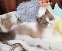 ミヌエット【大阪府・男の子・2020年11月28日・ライラックポイント】の写真5「2/9撮影」