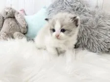ラグドール【大阪府・男の子・2022年1月15日・シールポイントバイカラー】の写真5