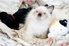 ヒマラヤン【大阪府・男の子・2019年5月10日・シールポイント】の写真5