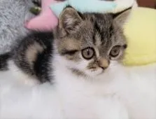 エキゾチックショートヘア【大阪府・男の子・2020年11月2日・ブラウンクラシックタビーホワイト】の写真5「1/12撮影」