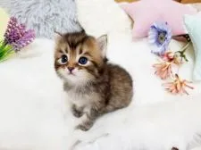 サイベリアン【大阪府・男の子・2020年7月29日・ブラウンマッカレルタビー】の写真5