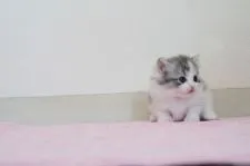 マンチカン(短足)【大阪府・女の子・2020年1月18日・ブルーパッチドタビー】の写真5