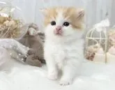 サイベリアン【大阪府・男の子・2023年9月24日・レッドタビー&ホワイト】の写真5