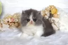 エキゾチックショートヘア【大阪府・女の子・2025年7月22日・ブルー&ホワイト】の写真12