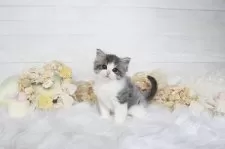 サイベリアン【大阪府・女の子・2025年8月4日・ブルー&ホワイト】の写真3